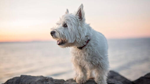 West highland white terrier small hot sale white dog